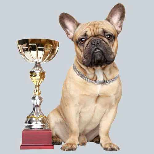 Dog Talent Preise und Ausszeichnungen